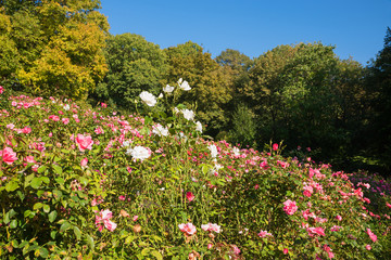 blooming roses at the hill, Luitpold park munich