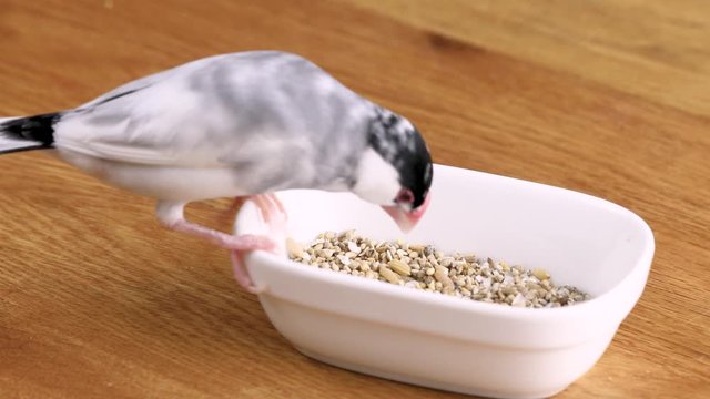 餌を食べる桜文鳥のオス