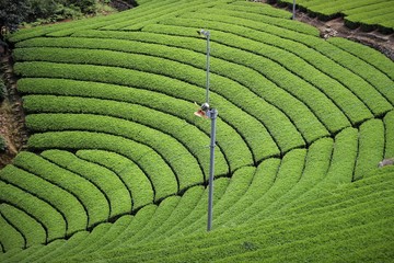 和束町の茶畑