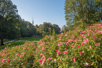 blooming roses at Luitpoldpark hill, city park munich
