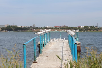 Obraz premium birds sitting on the pier by the sea