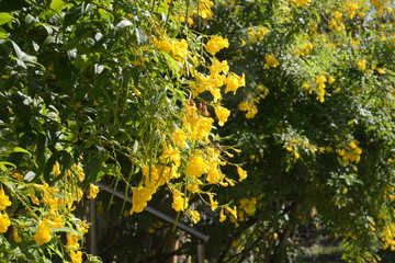 some trees and yellow flowers
