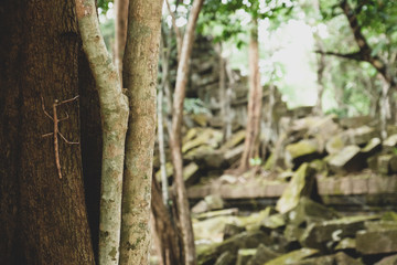 A stick type grasshopper camouflages on the tree in old ruin temple in Siem Reap, Cambodia. 