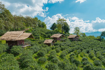 Plakat The green tea plantations lining the high hills in the morning with clear blue skies. With old wooden huts Small house with a terrace in the middle of the farm in countryside. Feeling fresh, and calm.