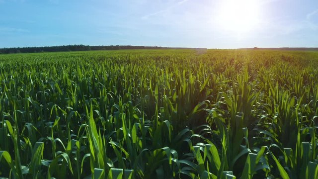 Aerial drone 4K footage of a large corn field in summer.