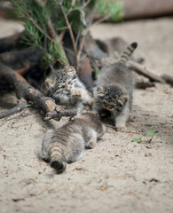 Pallas's cat (Otocolobus manul). Manul is living in the grasslands and montane steppes of Central Asia. Three little cute baby manul. Learning process. Small wild kitten. First steps