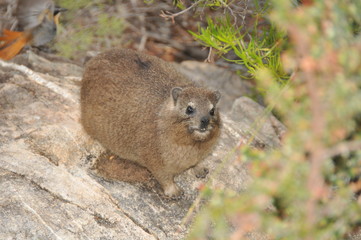 Naklejka na ściany i meble The rock hyrax, also called Cape hyrax, coney or rock rabbit lounging on its favorite rock