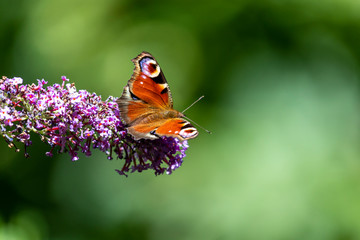 Schmetterling alleinstehend an einer Blüte