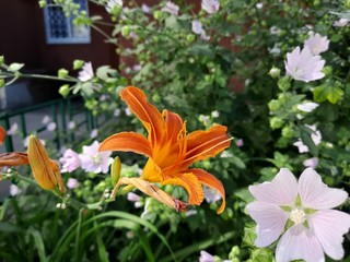 Fototapeta premium Orange lilies in the city garden