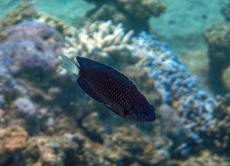 Bicolor chromis, scientific name is Chromis dimidiate,
it belongs to the family Pomacentridae, inhabits coral reefs, distributed widely in Indo-Pacific
