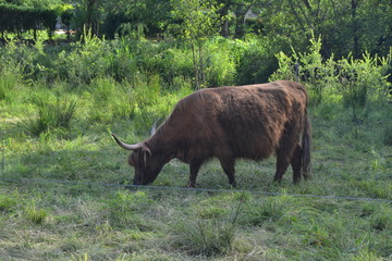 la vache Highland est une race écossaise de bovins