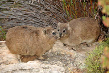 The rock hyrax, also called Cape hyrax, coney or rock rabbit is a very social being