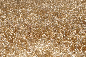 field of wheat