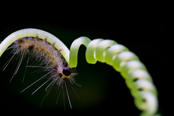Insects on natural background.Caterpillars on black background.