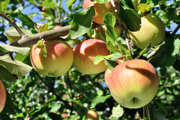 close-up of red organic apples on apple tree branch