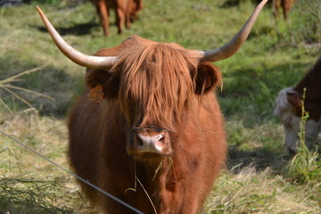 la vache Highland est une race &eacute;cossaise de bovins