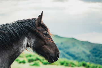 Chevaux, Foix, Paturages 