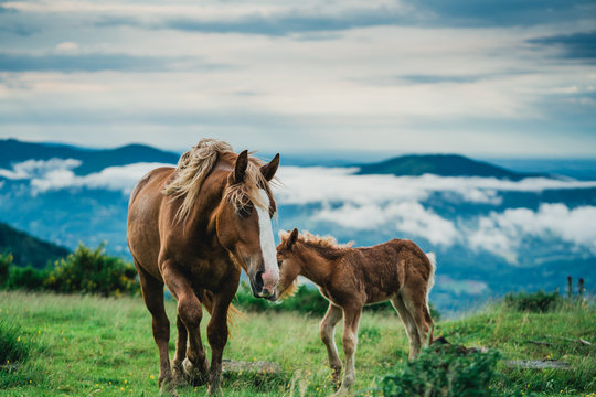 Chevaux, Foix, Paturages 