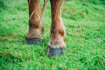 Chevaux, Foix, Paturages 