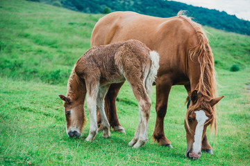 Chevaux, Foix, Paturages 