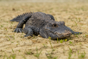 Dwarf crocodile (Osteolaemus tetraspis), also known commonly as the African dwarf, broad-snouted or...