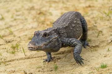 Obraz premium Dwarf crocodile (Osteolaemus tetraspis), also known commonly as the African dwarf, broad-snouted or bony crocodile, is an African crocodile that is also the smallest