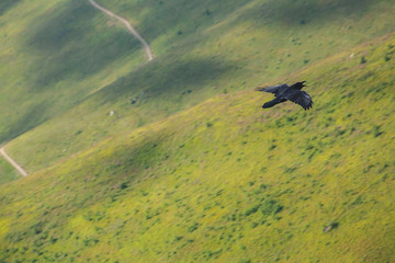 black crow in the mountains. black crow over mountains