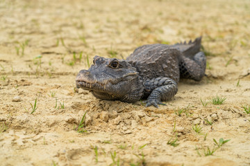 Dwarf crocodile (Osteolaemus tetraspis), also known commonly as the African dwarf, broad-snouted or bony crocodile, is an African crocodile that is also the smallest
