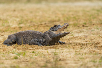 Dwarf crocodile (Osteolaemus tetraspis), also known commonly as the African dwarf, broad-snouted or bony crocodile, is an African crocodile that is also the smallest