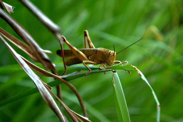 grasshopper on a grass