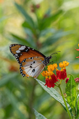 Plain Tiger butterfly resting on the plant