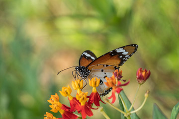 Plain Tiger butterfly resting on the plant