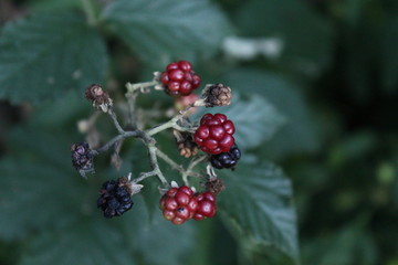 red berries of a blackberry