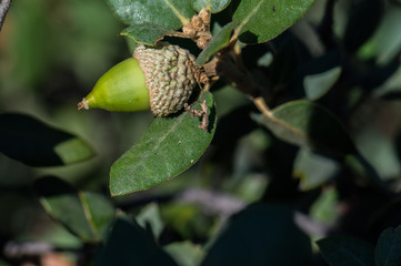 makro drzewo gałęzie zieleń las © Piotr