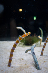 京都水族館のチンアナゴ