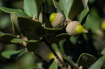 makro drzewo gałęzie zieleń las © Piotr