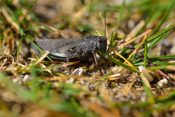  Rotflügelige Schnarrschrecke (Psophus stridulus) 