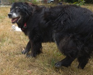 bernese mountain dog