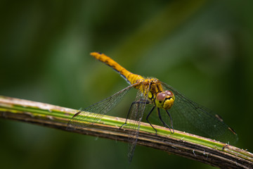 Dragonfly - Ważka