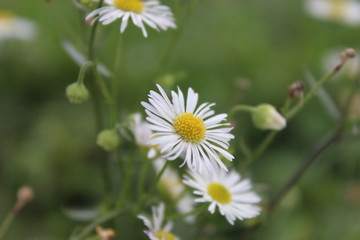 daisies in a field