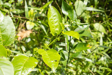 green leaves in the garden