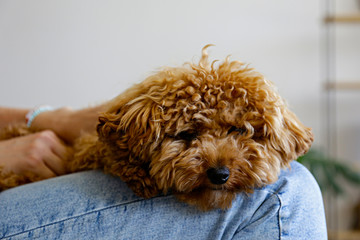 Adorable toy poodle puppy resting on its loving owner's lap. Small adorable doggy with funny curly fur with adult woman. Close up, copy space.