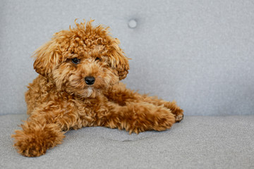 Adorable toy poodle puppy. Small breed adorable doggy with funny curly fur. Close up, copy space.