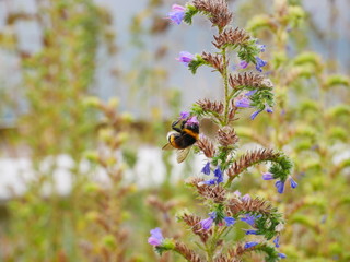 bee on a flower