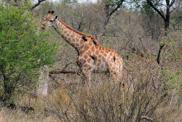 Giraffe mit Madenhacker im Krüger Nationalpark in Südafrika 