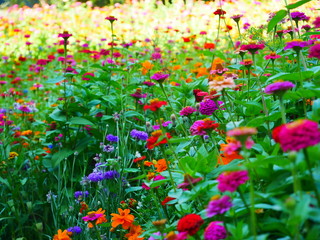 colorful flowers in the center of Paris