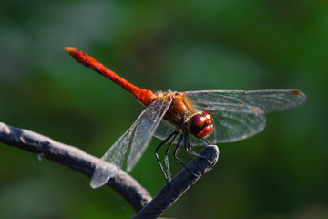 Dragonfly - Ważka © Rafal Kot