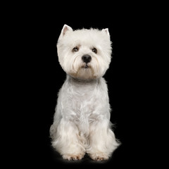West Highland White Terrier Dog Sitting on Isolated Black Background
