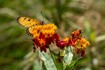 Tawny Coster butterfly resting on the plant
