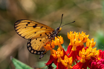 Tawny Coster butterfly resting on the plant